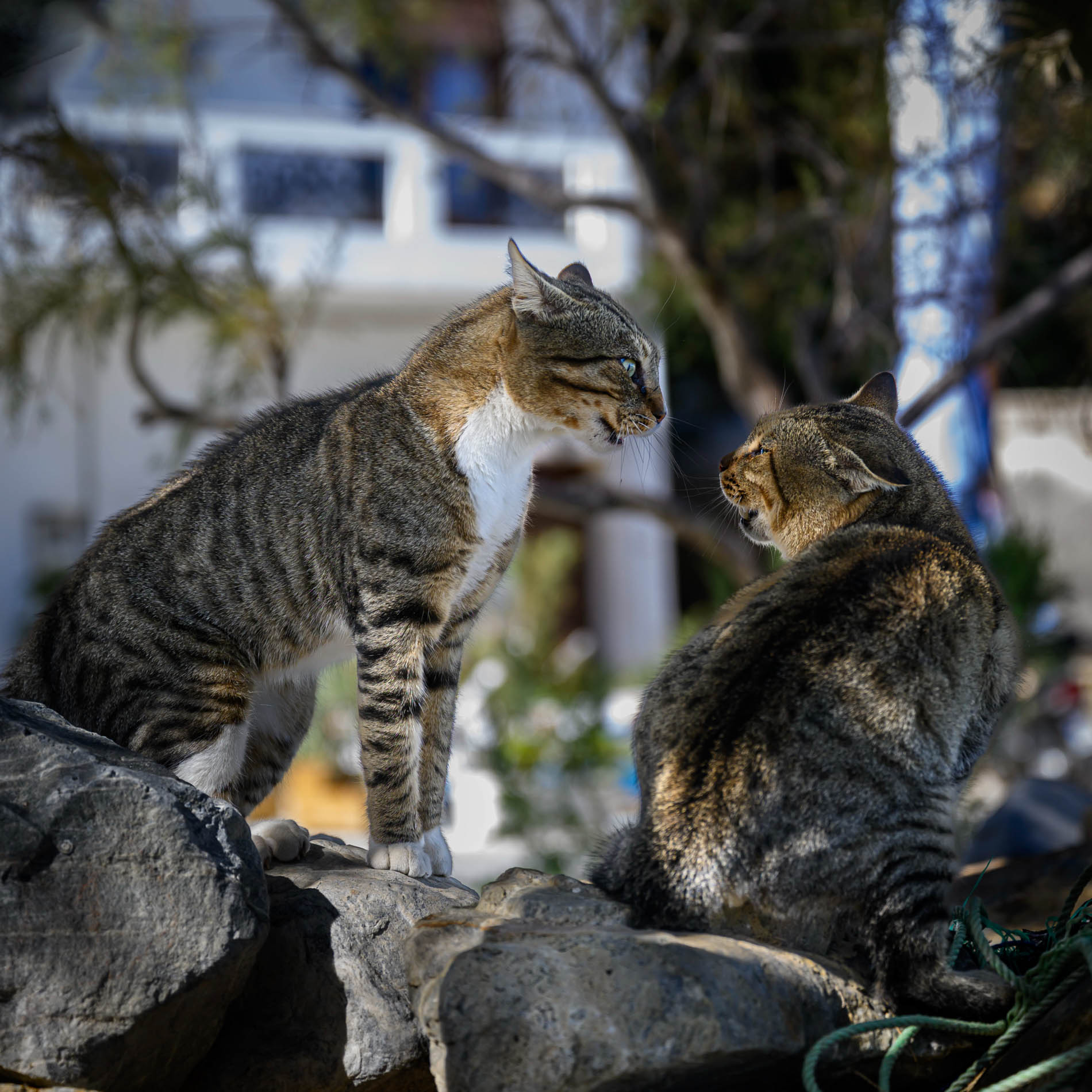 2601- Griekse passie